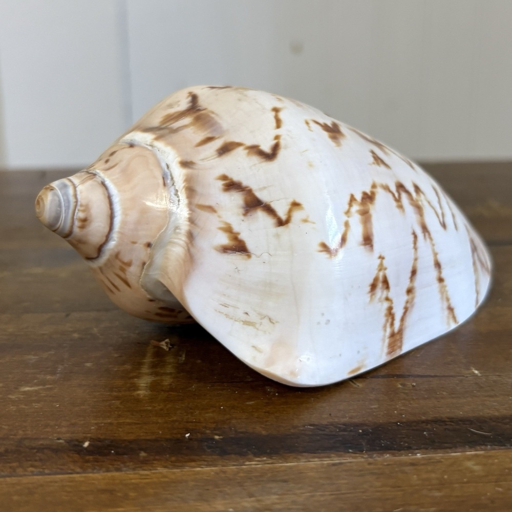 Vtg Natural Cymbiola Nobilis Noble Volute Sea Shell Zig Zag Pattern